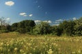 Meadow flowers. ÃâºÃÆÃÂ³ÃÂ¾ÃÂ²Ãâ ÃÂºÃÂ²ÃâÃâÃÂ¸.